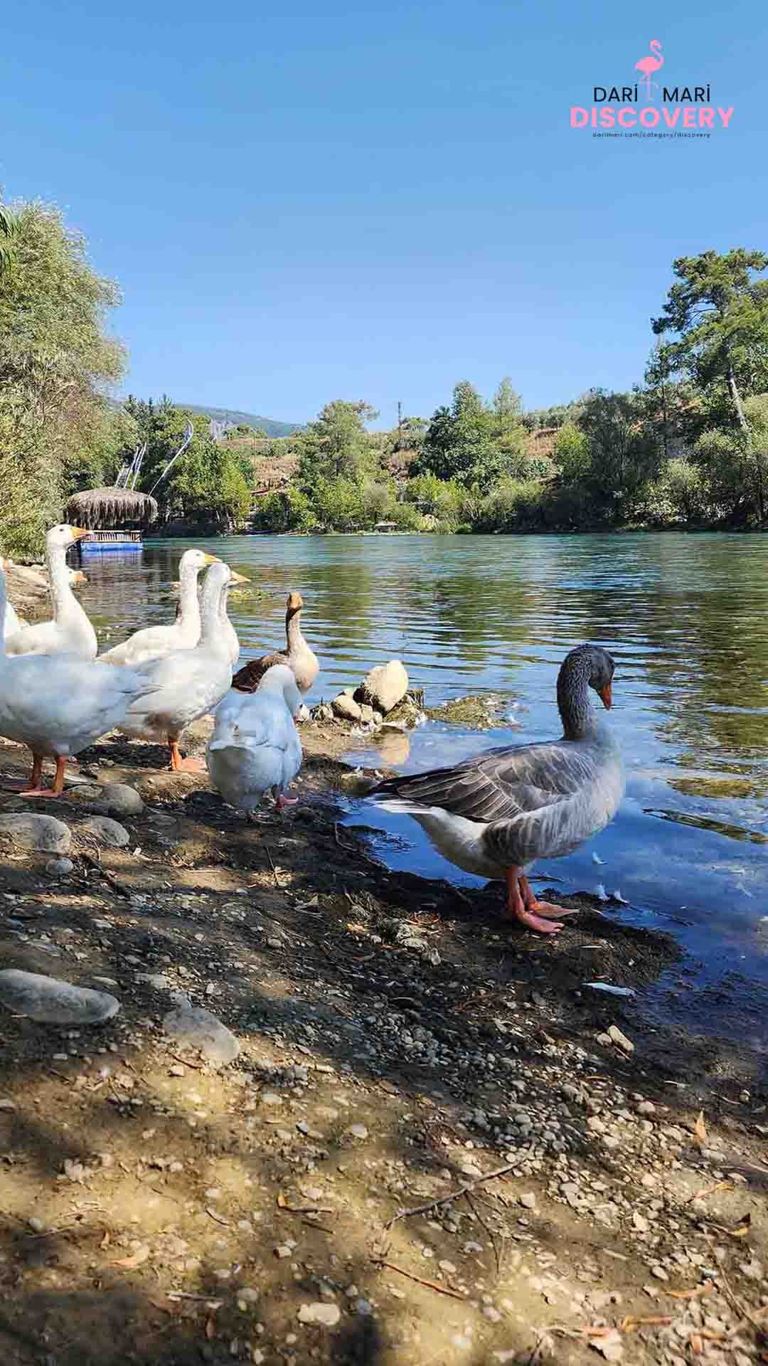 02-koprulu-kanyon-kamp-yerleri-antalya-turkiye-ordek